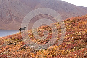 Cute black and white dog standing on a hill in the Gates of the Arctic National Park