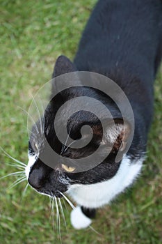 A Cute black and white domestic cat