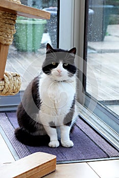 Cute Black And White Domestic Cat Sitting In Front Of A Glass Do
