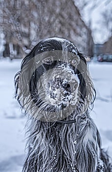 Cute black and white English Setter dog playing in snow