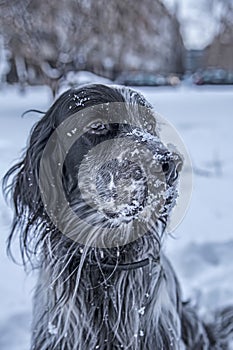 Cute black and white English Setter dog playing in snow