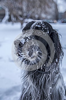 Cute black and white English Setter dog playing in snow