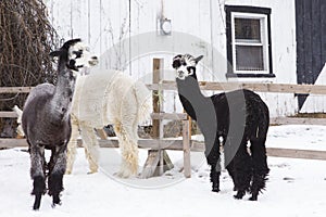 Cute black and white faced tricoloured alpaca standing in fresh snow in a pen, with two other animals in soft focus background, Qu