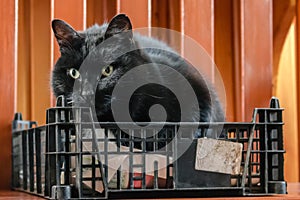 Cute black and white fluffy cat sitting in a wicker basket and looking left