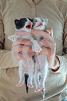 Cute black, white and gray kitten in volunteer hands close up