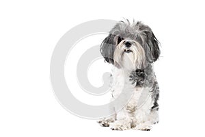 Cute, black white and grey Bichon Havanese dog sitting obedient and looking to the camera. Isolated on white background