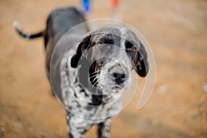 Cute black and white homeless dog looking at camera narrowing eyes