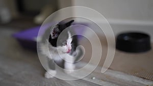 Cute black and white kitten portrait licks and washes after hearty meal. Satisfied and happy baby pussy cat. Concept of