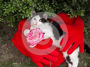 Cute black and white kitten is resting on a red soft pillow with hands and a rose flower