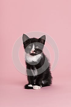 Cute black and white kitten sitting and looking at  the camera on a pink background