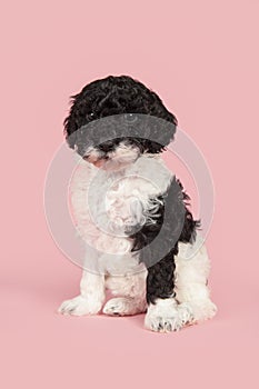Cute black and white labradoodle puppy sitting seen from the front looking at the camera on a pink background