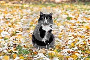 Cute black and white large domestic cat with green eyes sitting in the fallen autumn leaves outdoors