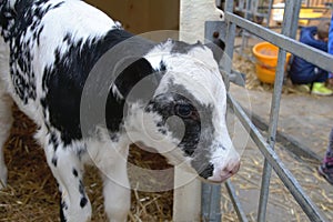 A cute black and white little calf - portrait