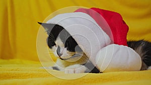 Cute black and white little kitten is wearing a red Santa Claus hat. The cat is resting on the yellow sofa at home