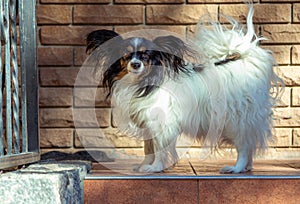 Cute black and white Papillon or Continental Toy Spaniel