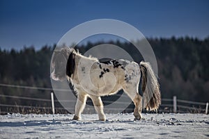 Cute black and white pony walking in the snow