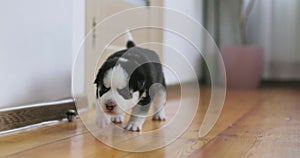 Cute Black and White Puppy Exploring Home