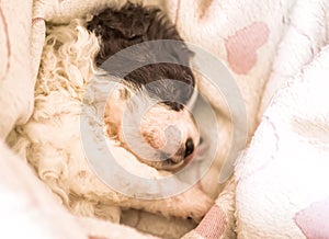 Cute black and white puppy sleeping on a pink blanket with hearts