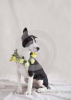 Cute black and white puppy whit a wreath of fresh yellow flowers