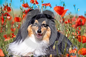 Cute black and white small sheltie, collie pet dog outside with background of poppies field and blue sky