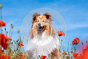 Cute black and white small sheltie, collie pet dog outside with background of poppies field and blue sky