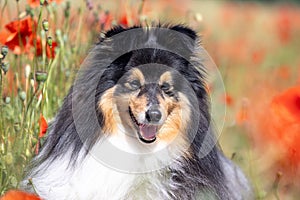 Cute black and white small sheltie, collie pet dog outside with background of poppies field and blue sky