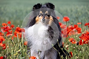 Cute black and white small sheltie, collie pet dog outside with background of poppies field on summer time