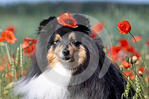 Cute black and white small sheltie, collie pet dog outside with background of poppies field on summer time