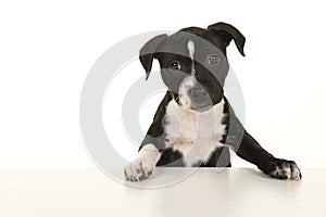 Cute black and white stafford terrier puppy looking at the camera standig on a white background