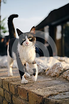 A cute black and white street cat with a pink nose and yellow eyes walks in the old town of Zemun, Belgrade, Serbia. A photo