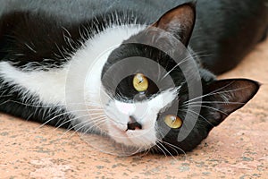 Cute black and white tuxedo cat photo