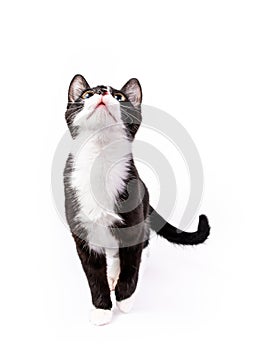 Cute tuxedo kitten looking up isolated on white photo