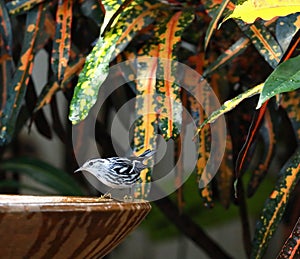 Cute black and white warbler