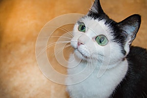 Cute black-and-white young cat sits with her head up and attentively looks with her green eyes, the concept of care and