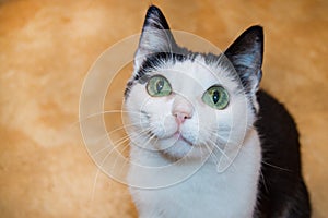 Cute black-and-white young cat sits with her head up and attentively looks with her green eyes, the concept of care and