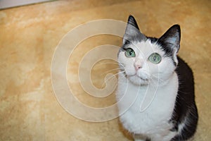 Cute black-and-white young cat sits with her head up and attentively looks with her green eyes, the concept of care and