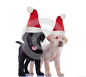 Cute black and yellow labrador retriever puppies wearing santa claus hats