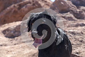 Cute black young dog walking at Atacama desert and looking away