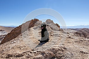 Cute black young dog walking at Atacama desert and looking away