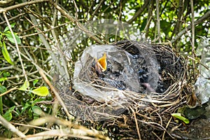 Cute blackbirds in a birds nest