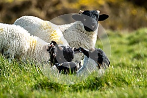 Cute blackface sheep lambs in a field in County Donegal - Ireland