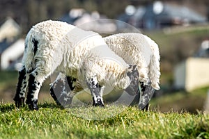 Cute blackface sheep lambs in a field in County Donegal - Ireland