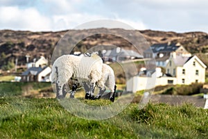 Cute blackface sheep lambs in a field in County Donegal - Ireland