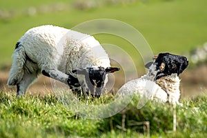 Cute blackface sheep lambs in a field in County Donegal - Ireland