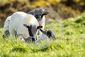 Cute blackface sheep lambs in a field in County Donegal - Ireland