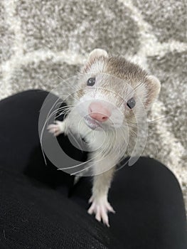 Cute Blaze Male Ferret Baby