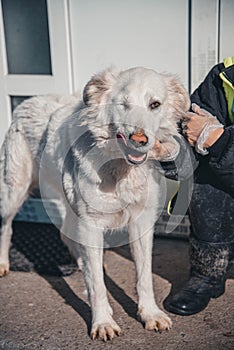 Cute blind side stray white dog getting pets