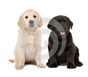 Cute blond golden retriever and black labrador retriever puppy