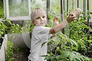 Cute blond little child boy tie up tomatos plants at greenhouse.Fun adorable baby toddler gardening cultivating at