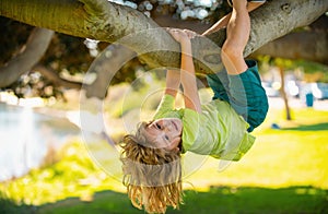 Cute blonde child boy hangs on a tree branch. Summer holidays, little boy climbing a tree. Upside down. Boy climbs up